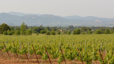 Toros Dağları'nda yetişiyor 40 bin dekarda 35 ton üretildi. 35 köyün geçimini sağlıyor hasadı başladı