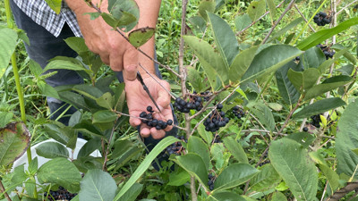 Fındığa alternatif dikti ilk hasadını yaptı. Bağışıklığı zımba gibi yapıyor kilosu 250 TL