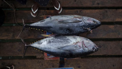 İklim değişikliği büyük balıkların sonunu getiriyor