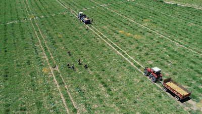 İlaç bile sıkılmıyor 5 ay bozulmuyor kilosu 12 liradan kapışılıyor. Koca köyün geçimi bu meyveden