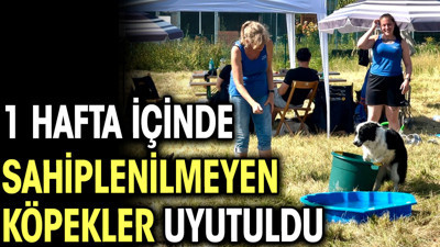 İngiltere'de 1 hafta içinde sahiplenilmeyen köpekler uyutuldu