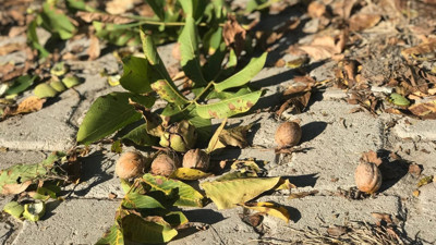 Hayvanlar ekiyor dağlarda yetişiyor köylüler kilosunu 70 TL'ye satıyor. Hasadı bugün başladı