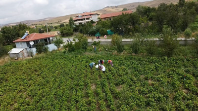 2 bin dekara ekildi çiftçinin yüzü güldü. Kilosu 30 TL'den satılıyor halk adeta kapışıyor