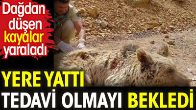 Yerde yattı tedavi olmayı bekledi. Dağdan düşen kayalar yaraladı