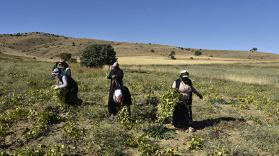 Fırat Havzası'nda hasat ediliyor. Kalp krizini önlüyor tıkalı damarları vidanjör gibi açıyor