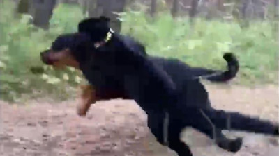 Çalıların arasında buldu köpek yavrusu diye besledi büyüyünce şaşkına döndü