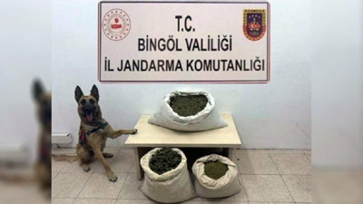 Bingöl’de jandarma operasyonu: 55 kilo esrar ve 10 bin kök kenevir ele geçirildi