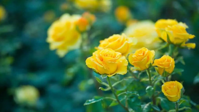 Rüyada sarı görmek ne demek? Rüyada sarı görmek neye işaret?