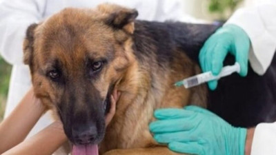 Türkiye kuduzda ‘en riskli ülkeler’ arasına alındı. Flaş... Flaş