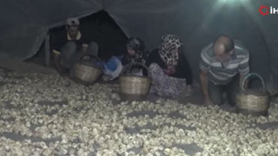 Dağlardan toplanıyor kilosu 140 TL'ye satılıyor. Altın meyvenin hasadı sürüyor