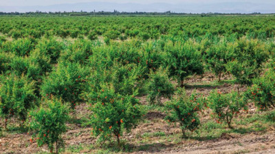 Kanserin baş düşmanında hasat 20 gün rötar yaptı. Eczane gibi meyve çiftçinin yüzünü güldürdü