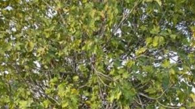 8 bin dekarda üretiliyor 30 bin ton ürün bekleniyor. Geçen sene kilosu 15 liraydı bu sene 55 TL