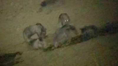 Kurt, bozayılarla birlikte yiyecek aradı