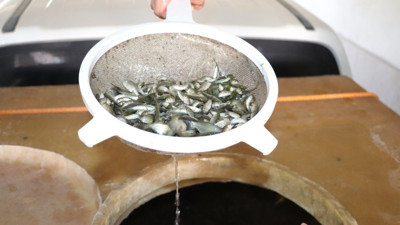 1 milyon adet yavru sazan suyla buluştu