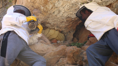 Fiyatı altınla yarışıyor: 11 yıl önce dağda keşfetti, 4 ülkeye ihraç ediyor