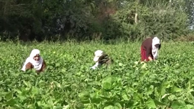 Çiftçi günde 6 ton topluyor yiyen tadına doyamıyor. Coğrafi işaret tescili aldı