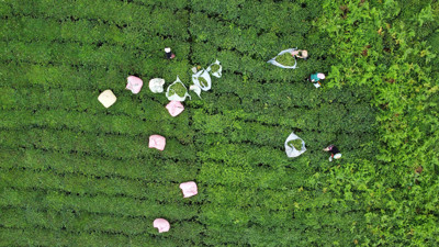 Sıcaklar çıra gibi yaktı hasat durma noktasında. Üretici karalar bağladı