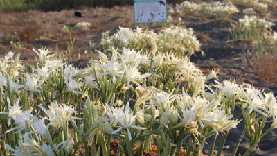 Bu çiçeği gören kaçacak delik arıyor. Elini bile sürmek cesaret istiyor