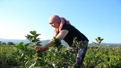 Süper meyveye kadın muhtar evlatları gibi baktı. Şekeri düşürüyor kansere ‘dur’ diyor