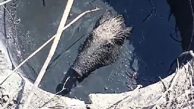 Avcı bu kez öldürmedi kurtardı