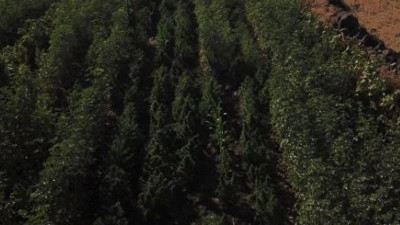 Bamya tarlasında yetiştirdi jandarma hepsini söktü