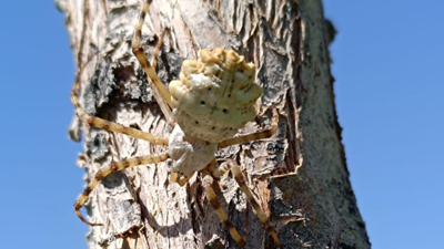 Dünyanın en zehirli örümceği Türkiye'de. Tek ısırığı insanı öldürüyor, zehri ölen insanı diriltiyor. Şaka değil gerçek