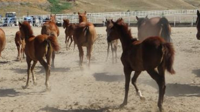 Yarış tayları 26 gün sonra açık artırmada