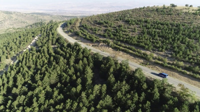 Ormandan bedavaya toplayıp ayda 58 bin TL kazanıyorlar