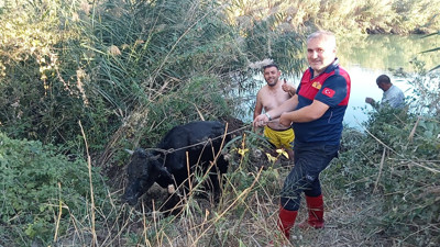 Çorum'da nehre düşen inek kurtarıldı