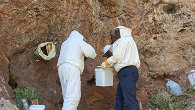 Dedesinden öğrendi doğal balı kayadan çıkardı. Şeker hastalığını bitiriyor öksürüğü anında kesiyor