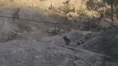 Yüksekova’da sürü halinde dağ keçisi görüntülendi