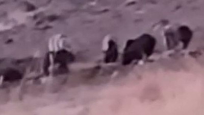 Sürü halinde geldiler koyunlar kaçacak delik bulamadı. ziyafet çektiler