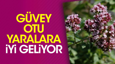 Yaralara iyi gelen mucize otun faydaları dikkat çekti