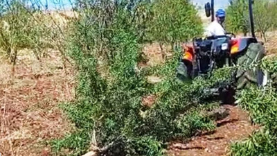 Çiftçi canından bezdi meyve ağaçlarını kökünden söktü. 300 gramı geçen sene 34.5 TL'ydi bu sene 48 TL
