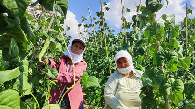Çiftçi öyle bir şeyin gübresini attı ki ürünü 20 gün önce topladı. Günde 600 kilo topluyor