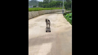 Köpek kaykay ile köy turu attı. Sosyal medya bugün bu videoyu konuşuyor