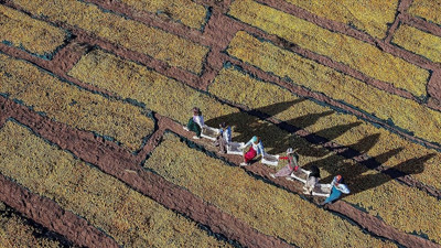 Afetzede kayısı üreticilerine 1 milyar liranın üzerinde hasar ödemesi