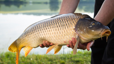 Rüyada sazan balığı görmek ne demek? Rüyada sazan balığı görmek neye işaret?