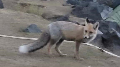 Tilki aç kalınca dağcıların çadırına girdi