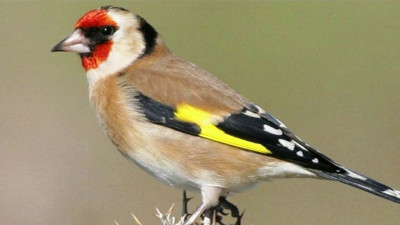 Saka kuşu avlayan iki kişiye binlerce lira ceza kesildi