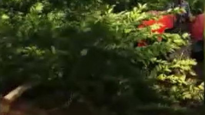 Çiftçi deliye döndü ağaçları kökünden söktü. Sana satacağıma odun yapar yakarım