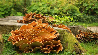 Bitki mantarı insanda çıktı. Dünya'da bir ilk