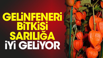 Sarılığa iyi gelen mucize ot