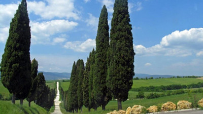 Rüyada selvi görmek ne demek? Rüyada selvi görmek neye işaret?