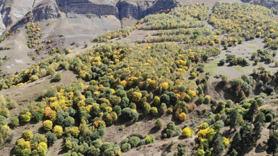 Yeşil altın kilo kilo toplanıyor köyün geçimini sağlıyor. 25 haneli köy maden bulmuş gibi sevindi