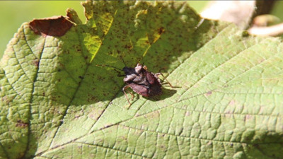 Karadeniz'de fındık tehlikede. Bahçeleri kahverengi kokarca istila etti