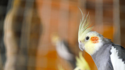 Kafesten kurtarmak istedikleri kuşları kedi yedi. Tahliye işlemi skandala dönüştü