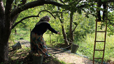 2 bin yıldır yetiştiriliyor dişçileri iflasa sürüklüyor. Kesilince çekirdeği yıldız şeklini alıyor