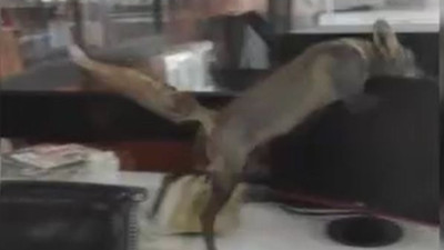 Tilki televizyon kanalının altını üstüne getirdi