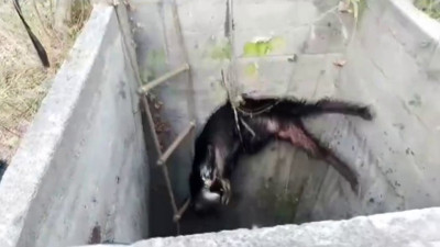 7 metre derinliğindeki kuyuya düşen keçiyi itfaiye kurtardı